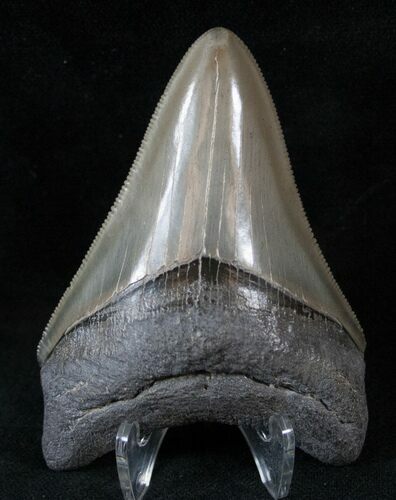 Gorgeous Megalodon Tooth - South Carolina #14112